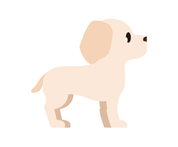 Labrador Level 0.1 Male